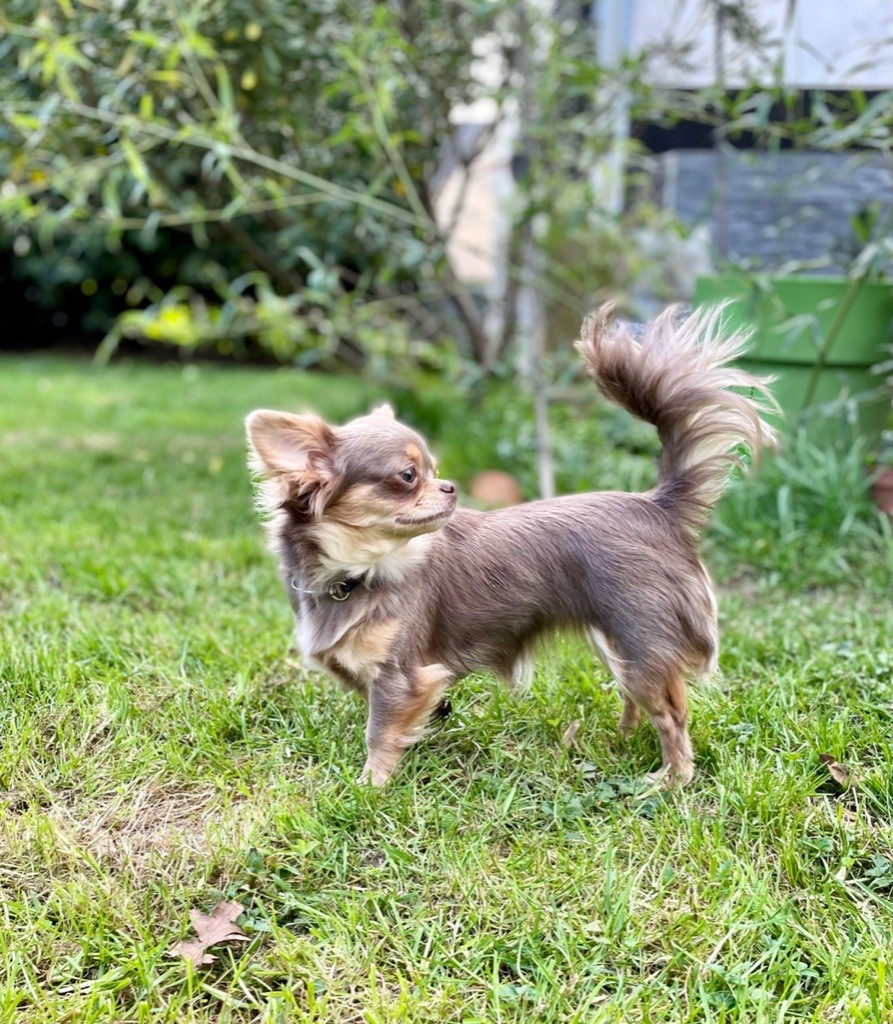 Les Chihuahua de l'affixe Du Cocon Des Petits Héros