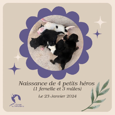 Du Cocon Des Petits Héros - Chihuahua - Portée née le 23/01/2024
