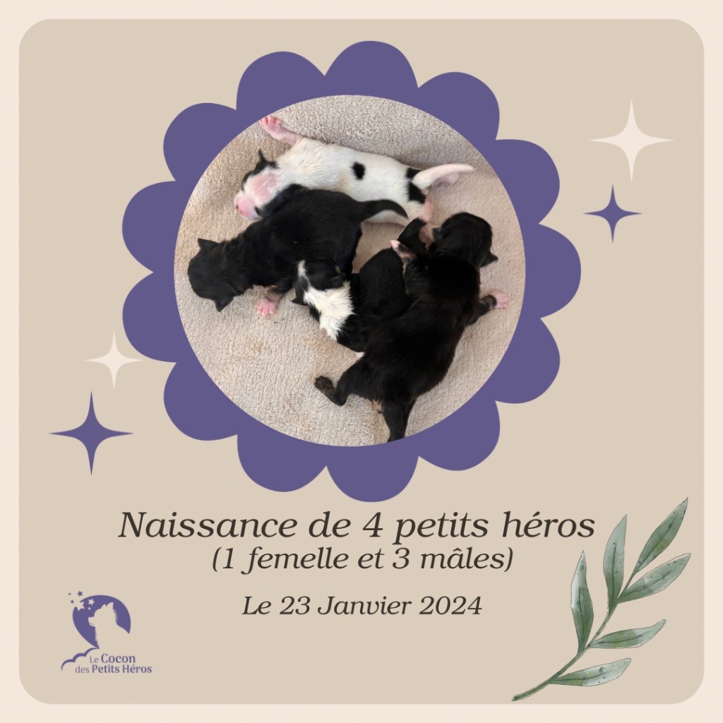 chiot Chihuahua Du Cocon Des Petits Héros