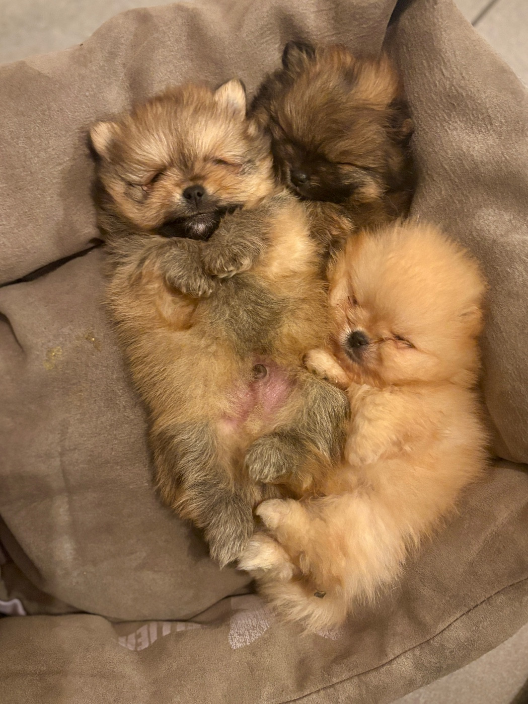 Chiot Spitz allemand Du Cocon Des Petits Héros