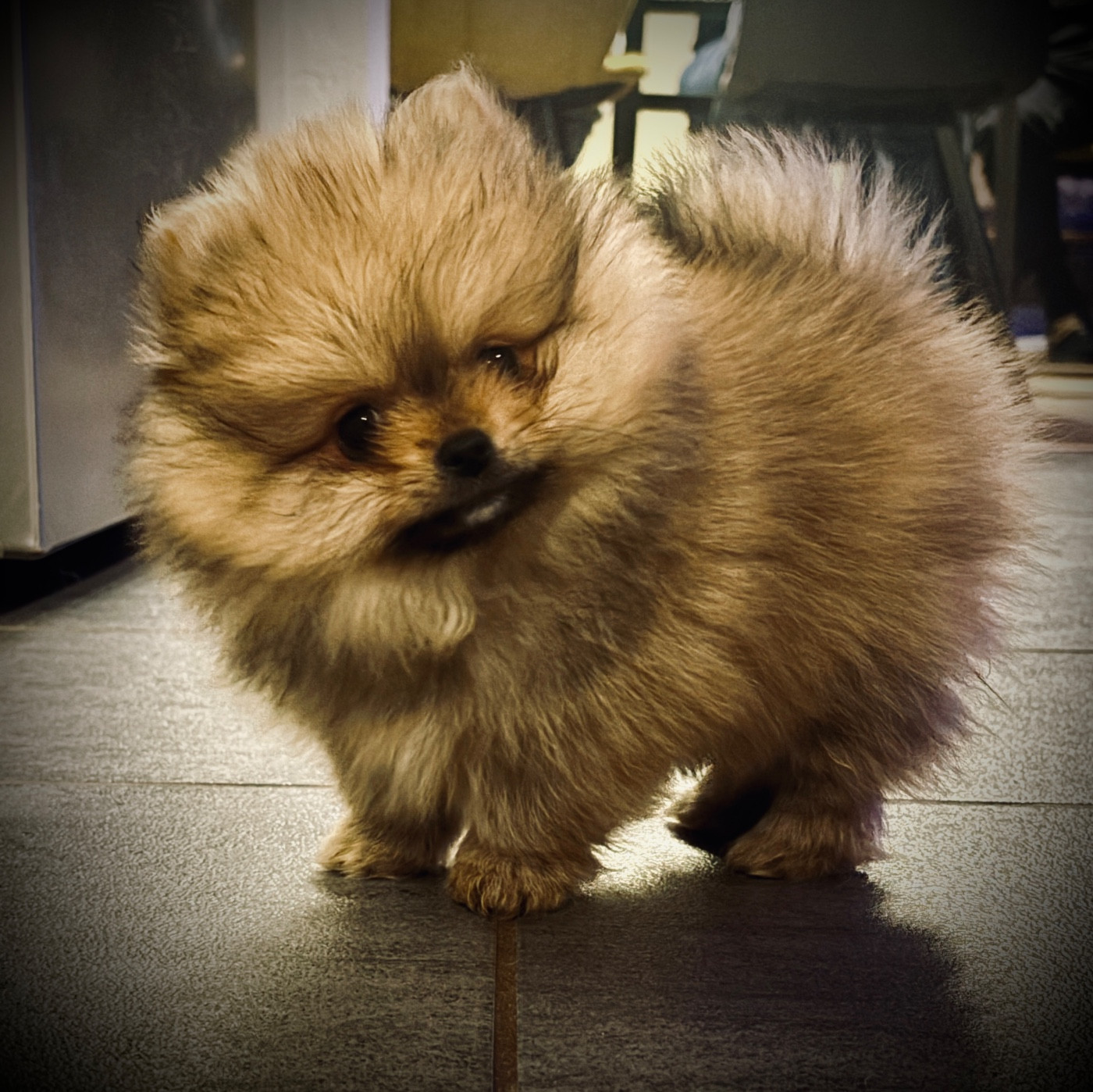 Du Cocon Des Petits Héros - Chiots disponibles - Spitz allemand