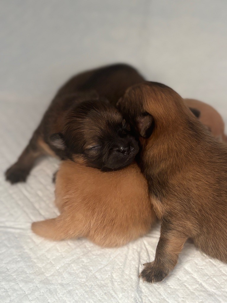 Chiot Spitz allemand Du Cocon Des Petits Héros